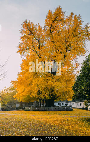 Shanghai, Shanghai, Chine. 25 Jan, 2019. Shanghai, Chine-Les 1 200 ans, arbre de ginkgo dans Changning District, Shanghai, Chine. Crédit : SIPA Asie/ZUMA/Alamy Fil Live News Banque D'Images