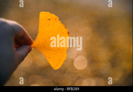 Shanghai, Shanghai, Chine. 25 Jan, 2019. Shanghai, Chine-Les 1 200 ans, arbre de ginkgo dans Changning District, Shanghai, Chine. Crédit : SIPA Asie/ZUMA/Alamy Fil Live News Banque D'Images