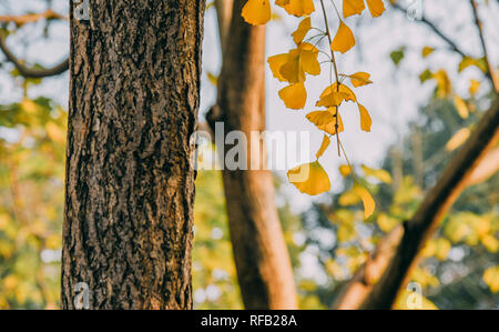 Shanghai, Shanghai, Chine. 25 Jan, 2019. Shanghai, Chine-Les 1 200 ans, arbre de ginkgo dans Changning District, Shanghai, Chine. Crédit : SIPA Asie/ZUMA/Alamy Fil Live News Banque D'Images