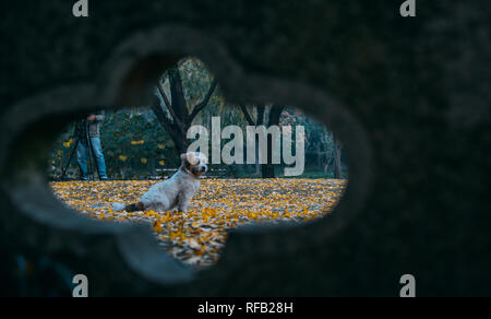 Shanghai, Shanghai, Chine. 25 Jan, 2019. Shanghai, Chine-Les 1 200 ans, arbre de ginkgo dans Changning District, Shanghai, Chine. Crédit : SIPA Asie/ZUMA/Alamy Fil Live News Banque D'Images