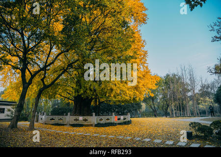 Shanghai, Shanghai, Chine. 25 Jan, 2019. Shanghai, Chine-Les 1 200 ans, arbre de ginkgo dans Changning District, Shanghai, Chine. Crédit : SIPA Asie/ZUMA/Alamy Fil Live News Banque D'Images