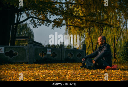 Shanghai, Shanghai, Chine. 25 Jan, 2019. Shanghai, Chine-Les 1 200 ans, arbre de ginkgo dans Changning District, Shanghai, Chine. Crédit : SIPA Asie/ZUMA/Alamy Fil Live News Banque D'Images