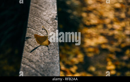Shanghai, Shanghai, Chine. 25 Jan, 2019. Shanghai, Chine-Les 1 200 ans, arbre de ginkgo dans Changning District, Shanghai, Chine. Crédit : SIPA Asie/ZUMA/Alamy Fil Live News Banque D'Images