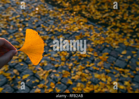 Shanghai, Shanghai, Chine. 25 Jan, 2019. Shanghai, Chine-Les 1 200 ans, arbre de ginkgo dans Changning District, Shanghai, Chine. Crédit : SIPA Asie/ZUMA/Alamy Fil Live News Banque D'Images