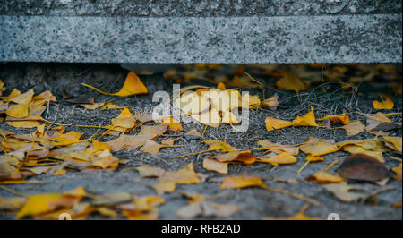 Shanghai, Shanghai, Chine. 25 Jan, 2019. Shanghai, Chine-Les 1 200 ans, arbre de ginkgo dans Changning District, Shanghai, Chine. Crédit : SIPA Asie/ZUMA/Alamy Fil Live News Banque D'Images