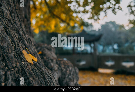 Shanghai, Shanghai, Chine. 25 Jan, 2019. Shanghai, Chine-Les 1 200 ans, arbre de ginkgo dans Changning District, Shanghai, Chine. Crédit : SIPA Asie/ZUMA/Alamy Fil Live News Banque D'Images