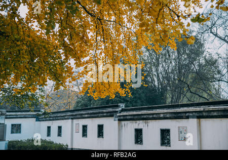 Shanghai, Shanghai, Chine. 25 Jan, 2019. Shanghai, Chine-Les 1 200 ans, arbre de ginkgo dans Changning District, Shanghai, Chine. Crédit : SIPA Asie/ZUMA/Alamy Fil Live News Banque D'Images