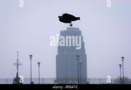 25 janvier 2019, Hessen, Frankfurt/Main : Un corbeau vient de commencer à partir de la lanterne vole au-dessus de la Plaza principale skyscraper (ci-dessous) dans le ciel gris sur la ville. Photo : Frank Rumpenhorst/dpa Banque D'Images