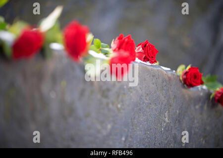 Stuttgart, Allemagne. 25 Jan, 2019. Au cours de l'heure de commémoration du parlement de l'Etat de Bade-Wurtemberg pour les victimes du national-socialisme, des roses seront au mémorial pour les victimes de la tyrannie national-socialiste. Crédit : Sébastien Gollnow/dpa/Alamy Live News Banque D'Images