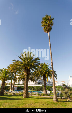 Deux palmiers, mexicains, palmier washingtonia Mexicain, île des Canaries date Palm, Palm d'ananas, le Portugal. Banque D'Images