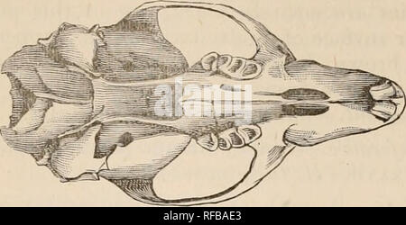 . Catalogue des mammifères marins de l'Australie, avec des notes d'introduction sur la mammalogie générale. Mammifères -- Australie. HYDROMYS. 101 1. HYDROMYS CHRYSOGASTER, Geoffroy (1805). L'eau de l'est manger. Fig. 4.. FiL Fig. 6.. Veuillez noter que ces images sont extraites de la page numérisée des images qui peuvent avoir été retouchées numériquement pour plus de lisibilité - coloration et l'aspect de ces illustrations ne peut pas parfaitement ressembler à l'œuvre originale.. Catholicus, J. Douglas (James Douglas), 1853-1925. Sydney, Australian Museum, imprimés par ordre de l'Administration Banque D'Images