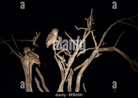 La région Pafuri dans l'extrême nord du Parc National Kruger est une superbe destination pour un safari avec beaucoup d'animaux sauvages et des paysages incroyables. Banque D'Images