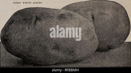 . 1913 : catalogue de semences, bulbes, arbustes. Les catalogues de graines de semences de légumes ; catalogues ; graines de fleurs graines fruits ; Catalogues Catalogues ; pépinières (Horticulture) Catalogues. Fe 26^^V^^j'j'^^^ThelP lJ.m. BARNARD CQM^CHICAGO. étant un Peck planteront 125 Hills Pommes de terre de semence en sélectionné 10 exercices à 12 boisseaux par acre, tout bon, bien drainé terreau fibreux va produire des pommes de terre sous des conditions climatiques. Pour les pommes de terre de primeur, qui viennent à échéance de 8 à 10 semaines à partir de la plantation, l'option -sol doit être particulièrement riche. Un riche clover sod, de fumier et casse de l'année précédente et planté de maïs, haricots, pois, l'avoine, etc., est en Banque D'Images