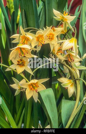 Tulip turkestanica un groupe de fleurs situé dans le cadre de feuilles vertes peuvent être cultivées dans des conteneurs ou des frontières Rock Gardens et sont entièrement hardy Banque D'Images