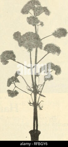 . Catalogue des arbustes vivaces, plantes grimpantes, rosiers, plantes de couverture des arbres à feuilles persistantes de petits fruits et le jardin racines avec illustrations et commentaires : no 1. Catalogues Catalogues d'arbres ; les fleurs ; plantes ; horticulture ; Catalogues Catalogues Catalogues Catalogues vivaces ; fruits ; catalogues d'arbustes ; catalogues commerciaux New Jersey peu d'argent. TROLLIUS. Globe fleur. Souhaitable et populaire hardy par ennials- de plus en plus de deux pieds de haut et la floraison librement pour une mer longtemps--fils de mai à août. Préfère un emplacement bien drainé, sableux ; suc- dépasse en ombre partielle. . EUBOPEUS-presque rond, fleurs jaune vif deux Banque D'Images