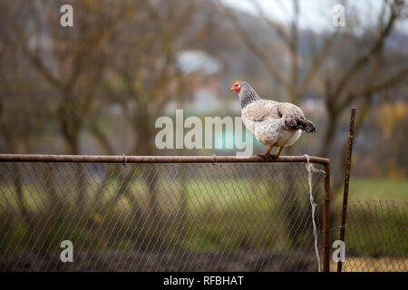 Big White et Black belle poule sur grillage sur journée ensoleillée sur red blurred paysage rural copie espace arrière-plan. Élevage de volaille, poulet Banque D'Images