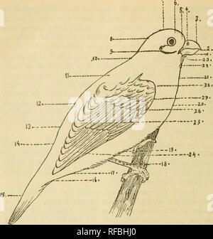 . Catalogos da la faune brazileira. Zoologie Zoologie ;. XX TERMINOLOGIA DO CORPO DA AVE. Portuguez Latim 1., gonys, da mandibola ... inférieure gonys S., tomia, margens cortantes das. mandibnlas cnlmen 3 tomia., cnme, mandibala cnlmen da supérieure . 4., venta . des narines 6., loro ou reglSo freio, entre o olho e o bico . lomra 6., fronte frons 7., 8., vertex vértice nuca nncha » regiJlo ouvido., ou parotica reglo auriculaire 10., postérieure de l'utérus 11 pescoço., interscapulio InterscapnUnm ou dorso-J2., terg inférieure dorso^jm 73. uropygio sobrecu nropyçinra,,, 14. coberteiras superiores da cauda . . • Supr Banque D'Images
