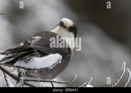 Mésangeai du Canada (Perisoreus canadensis) en hiver Banque D'Images