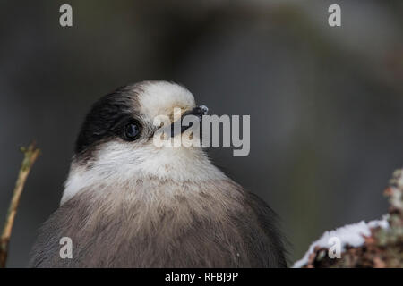 Mésangeai du Canada (Perisoreus canadensis) en hiver Banque D'Images