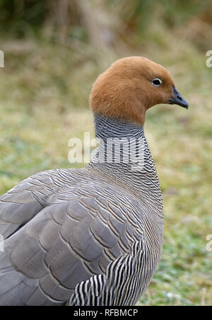 Ouette à tête rousse - Chloephaga rubidiceps d'Amérique du Sud Banque D'Images