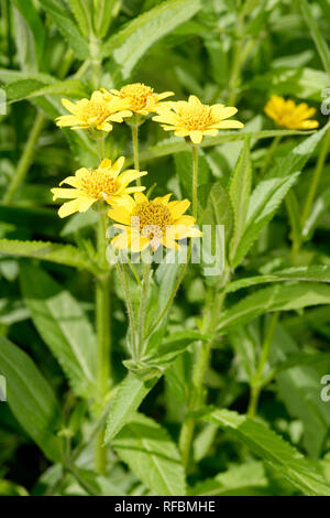 Arnica montana une Alpine jaune Fleur Composite Banque D'Images