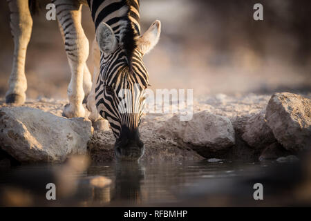 Onguma Game Reserve est une réserve privée sur la frontière est de l'Etosha National Park où vous pourrez admirer des paysages arides et excellent de la faune Banque D'Images