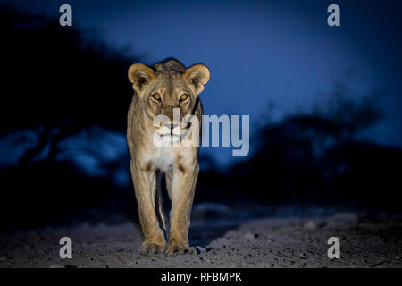 Onguma Game Reserve est une réserve privée sur la frontière est de l'Etosha National Park où vous pourrez admirer des paysages arides et excellent de la faune Banque D'Images