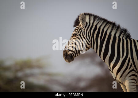 Onguma Game Reserve est une réserve privée sur la frontière est de l'Etosha National Park où vous pourrez admirer des paysages arides et excellent de la faune Banque D'Images