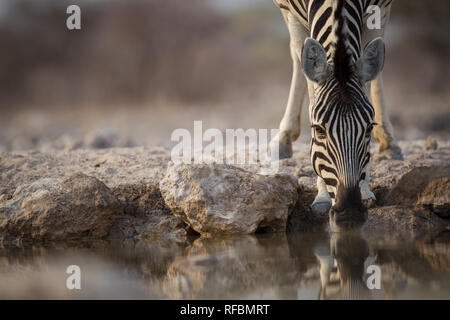 Onguma Game Reserve est une réserve privée sur la frontière est de l'Etosha National Park où vous pourrez admirer des paysages arides et excellent de la faune Banque D'Images