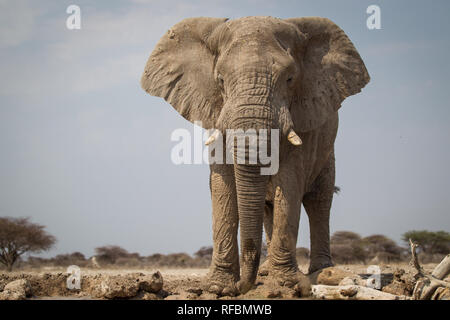 Onguma Game Reserve est une réserve privée sur la frontière est de l'Etosha National Park où vous pourrez admirer des paysages arides et excellent de la faune Banque D'Images