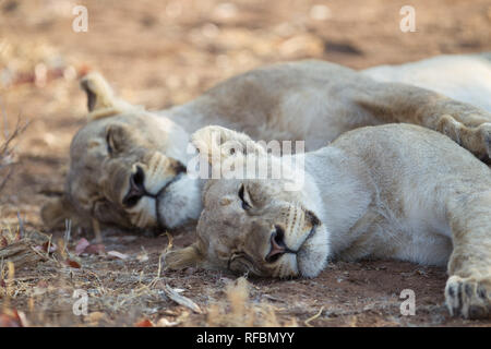 Ongava Game Reserve sur la frontière sud du parc national Etosha, Namibie, région de Kunene, est une destination populaire pour l'observation de la faune sur Safari. Banque D'Images