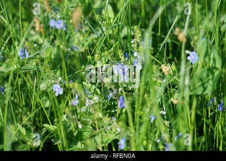 Parmi les fleurs bleu pâle de l'herbe luxuriante au début du printemps Banque D'Images