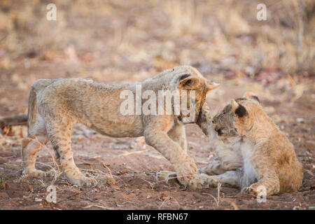 Ongava Game Reserve sur la frontière sud du parc national Etosha, Namibie, région de Kunene, est une destination populaire pour l'observation de la faune sur Safari. Banque D'Images