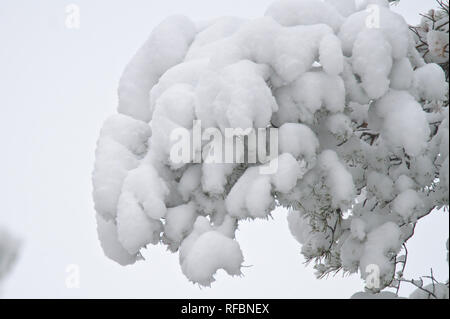 Branche d'un arbre de pin recouvert d'un grand nombre de fortes chutes de neige en hiver Banque D'Images
