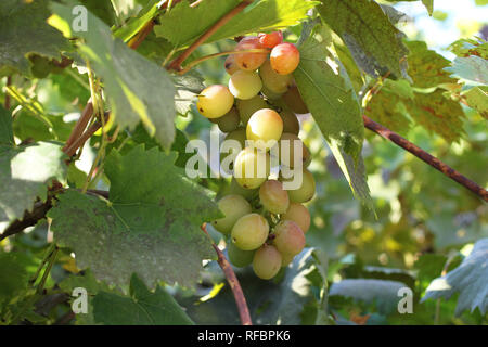 Des grappes de raisins mûrs blanc et vert feuilles sur la vigne. La journée ensoleillée d'automne Banque D'Images