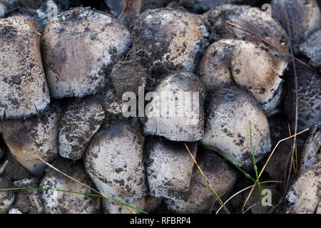 De plus en plus de champignons sale Noir une grande famille, libre dans la forêt d'automne Banque D'Images