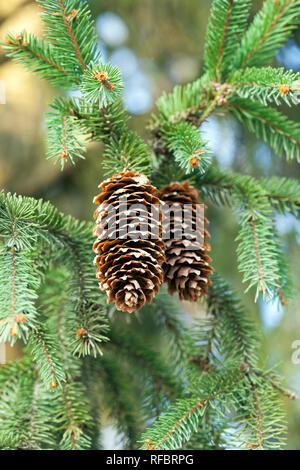 De grands cônes de l'épinette dans les branches avec les aiguilles vertes close-up Banque D'Images