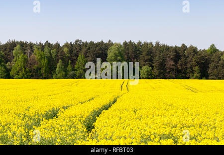 Un grand champ de fleurs jaunes de colza, sur le terrain, on peut voir les ornières du tracteur, près du champ il y a une forêt, Paysage de printemps Banque D'Images