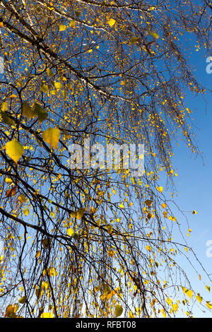 Le dernier feuillage jaune sur les branches d'un bouleau contre un ciel bleu, chute des feuilles d'automne Banque D'Images