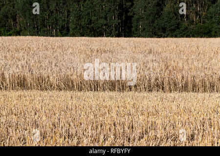 Un champ agricole avec l'orge, dont une partie a été fauchée par la moissonneuse-batteuse pour la récolte des grains Banque D'Images