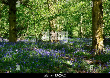 Bluebells sur la colline de brosse Nature Reserve, Princes Risborough, España. Banque D'Images