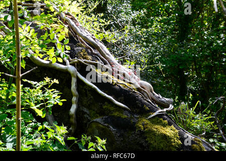 Arbre tombé dans la réserve naturelle de la colline de brosse, Princes Risborough, España. Banque D'Images