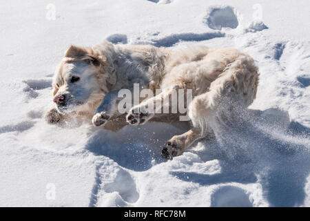 Golden Retriever de couleur platine roulant dans la neige ; Vandaveer Ranch ; Salida, Colorado, USA Banque D'Images