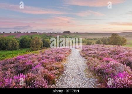 Heather en fleurs sur la lande de Plaine Commune, Rockford, Linwood, parc national New Forest, Hampshire, England, UK Banque D'Images