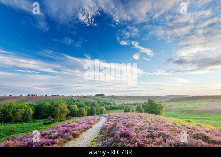 Heather en fleurs sur la lande de Plaine Commune, Rockford, Linwood, parc national New Forest, Hampshire, England, UK Banque D'Images