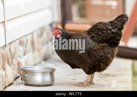 Grande belle belle poule noire l'eau potable provenant de l'extérieur dans le jardin panoramique sur la journée d'été ensoleillée sur maison blanche floue fond mur. L'élevage du po Banque D'Images