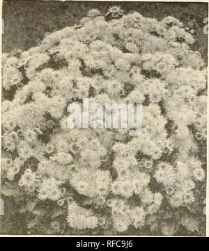 . Catalogue 1963. L'industrie des semences et les catalogues commerciaux ; catalogues ; Graines Graines Graines fruits ; Catalogues Catalogues ; Matériel et fournitures de jardinage ; Catalogues Catalogues de graines de fleurs. AGERATUM. Bleu royal, ALVSSUM MIDGET TAPIS. Veuillez noter que ces images sont extraites de la page numérisée des images qui peuvent avoir été retouchées numériquement pour plus de lisibilité - coloration et l'aspect de ces illustrations ne peut pas parfaitement ressembler à l'œuvre originale.. J. Steckler Seed Co ; Henry G. Gilbert Pépinière et du commerce de semences Catalogue Collection. La Nouvelle Orléans, en Louisiane : Steckler Seed Company, Inc. Banque D'Images