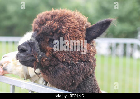 Portrait Baby Alpaga Lama marron vert sur fond flou règne animal photographie lumière naturelle Banque D'Images