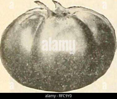 . Catalogue 1963. L'industrie des semences et les catalogues commerciaux ; catalogues ; Graines Graines Graines fruits ; Catalogues Catalogues ; Matériel et fournitures de jardinage ; Catalogues Catalogues de graines de fleurs. . Veuillez noter que ces images sont extraites de la page numérisée des images qui peuvent avoir été retouchées numériquement pour plus de lisibilité - coloration et l'aspect de ces illustrations ne peut pas parfaitement ressembler à l'œuvre originale.. J. Steckler Seed Co ; Henry G. Gilbert Pépinière et du commerce de semences Catalogue Collection. La Nouvelle Orléans, en Louisiane : Steckler Seed Company, Inc. Banque D'Images