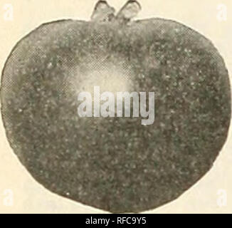 . Catalogue 1963. L'industrie des semences et les catalogues commerciaux ; catalogues ; Graines Graines Graines fruits ; Catalogues Catalogues ; Matériel et fournitures de jardinage ; Catalogues Catalogues de graines de fleurs. . Veuillez noter que ces images sont extraites de la page numérisée des images qui peuvent avoir été retouchées numériquement pour plus de lisibilité - coloration et l'aspect de ces illustrations ne peut pas parfaitement ressembler à l'œuvre originale.. J. Steckler Seed Co ; Henry G. Gilbert Pépinière et du commerce de semences Catalogue Collection. La Nouvelle Orléans, en Louisiane : Steckler Seed Company, Inc. Banque D'Images